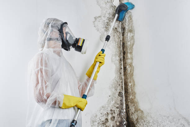 Best Biohazard Mold Removal  in Sophia, WV