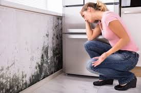 Professional Mold Inspection in Sophia, WV